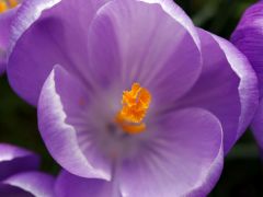 Tapeta Nature eee 1761.jpg